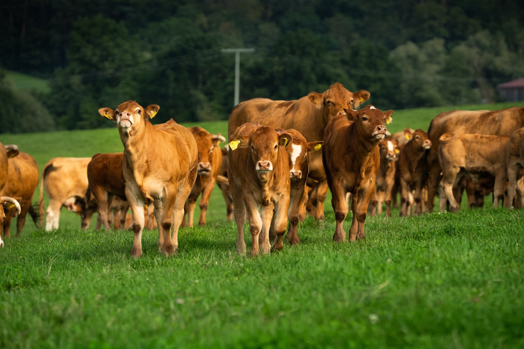 Rinderherde auf einer grünen Weide am Waldrand