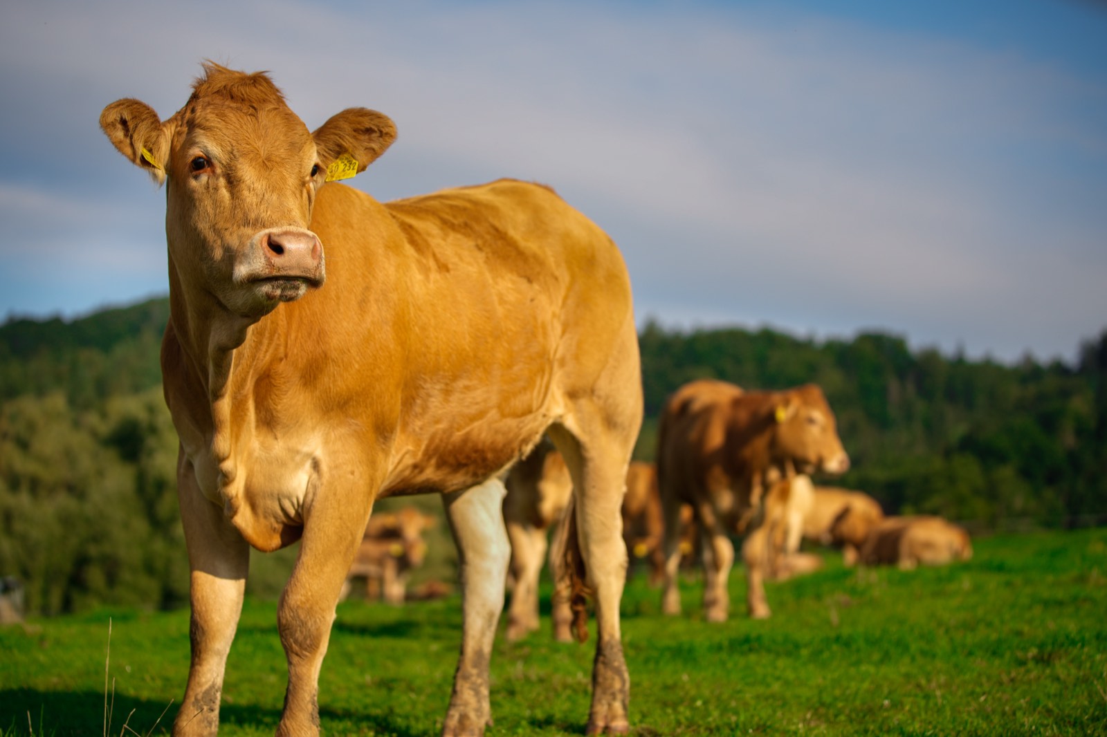 Rind auf einer Weide