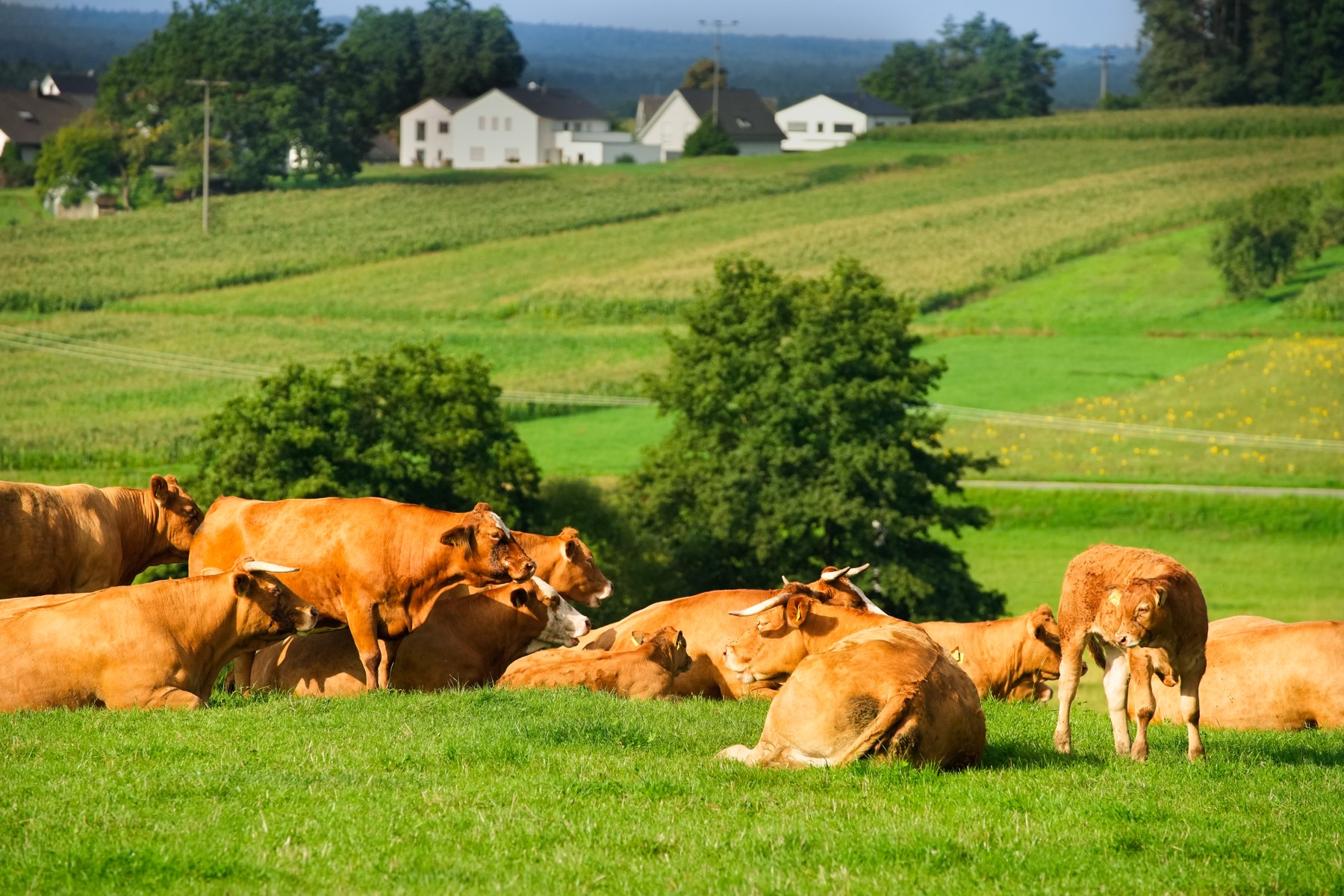 Rinder auf einer Weide vor einem Dorf